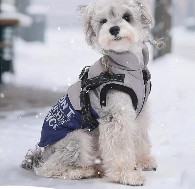 Winter Dog Clothes
